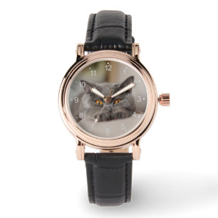 Cute British Shorthair cat Watch
