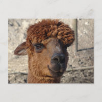 Cute Brown Alpáca DIY Postcard