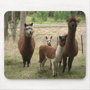 Cute Brown Alpacas In The Zoo Mouse Pad