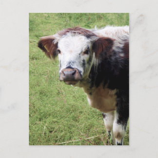 Cute Brown and White Calf (Young Cow) Postcard