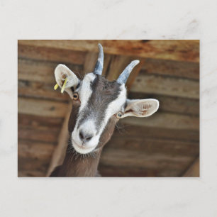 Cute Brown and White Goat Photo Postcard