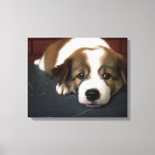 Cute Brown And White Puppy Canvas Print (Front)