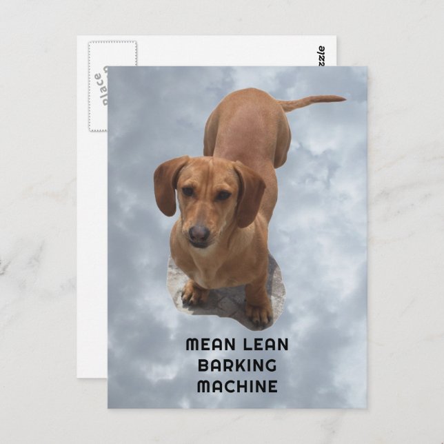 Cute Brown Dachshund Barking Machine Postcard (Front/Back)