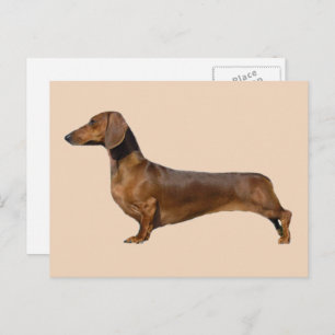 Cute Brown Dachshund Dog Postcard