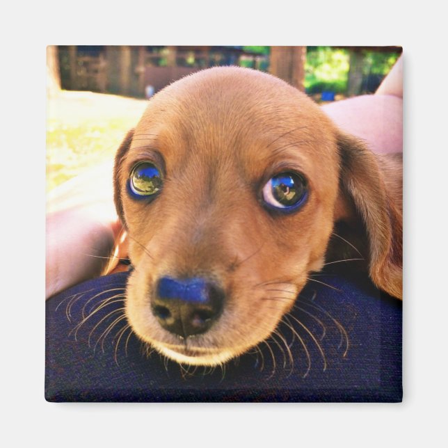 Cute Brown Dachshund Puppy Dog Magnet (Front)