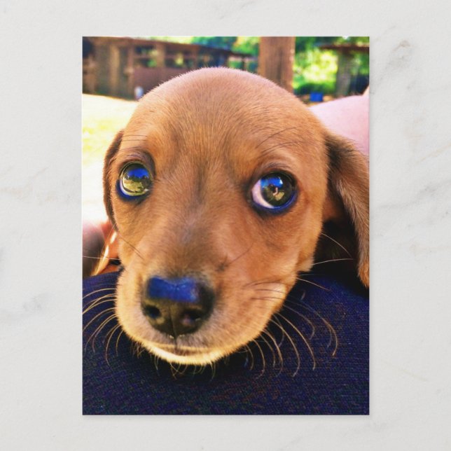 Cute Brown Dachshund Puppy Dog Postcard (Front)