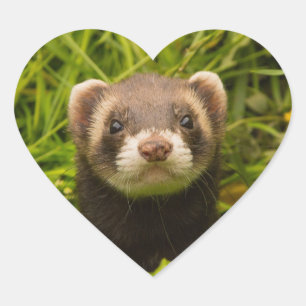 Cute Brown Ferret in the Grass Heart Sticker