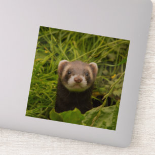 Cute Brown Ferret in the Grass Photo