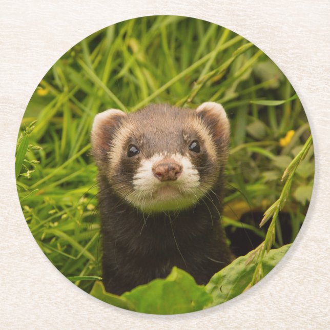 Cute Brown Ferret in the Grass Photo Round Paper Coaster (Front)