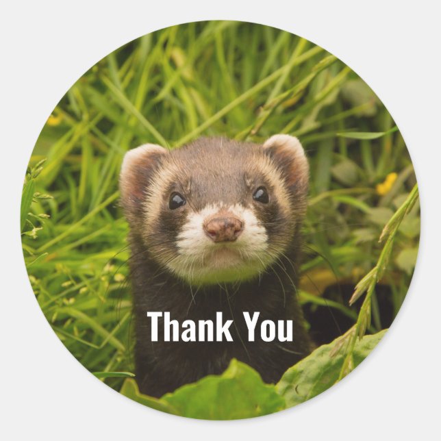 Cute Brown Ferret in the Grass Thank You Classic Round Sticker (Front)