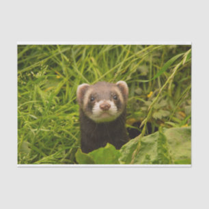 Cute Brown Ferret in the Grass Tissue Paper