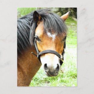 CUTE BROWN PONY POSTCARD