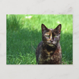 Cute Brown Tortoiseshell Cat Photo Postcard