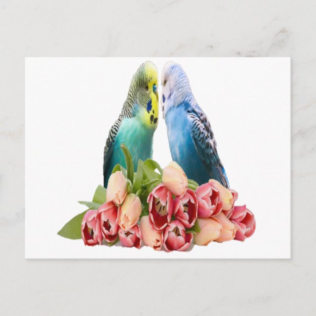 Cute Budgie Design Postcard (Front)