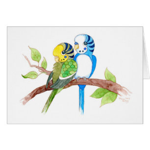 Cute budgies