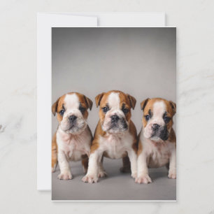 Cute Bulldog Puppies   Dog Lovers Gift Holiday Card