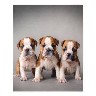 Cute Bulldog Puppies Dog Lovers Gift Photo Print