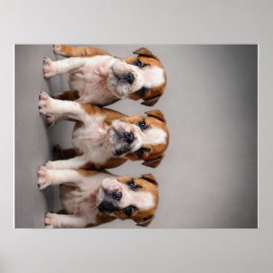 Cute Bulldog Puppies Dog Lovers Gift Poster