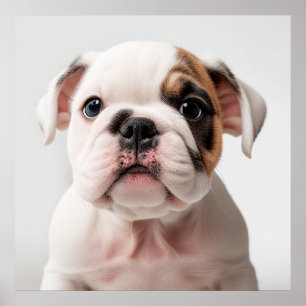 Cute Bulldog Puppy Dog Portrait Poster