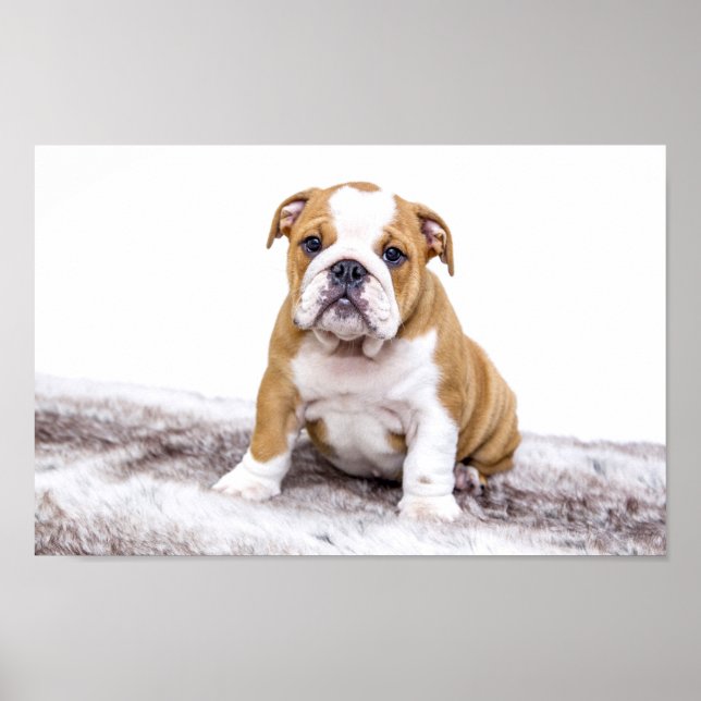 Cute Bulldog Puppy Poster (Front)