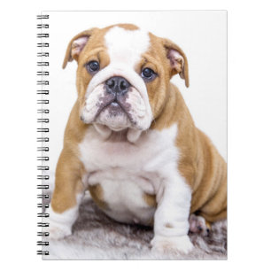 Cute Bulldog Puppy Sitting Down Notebook