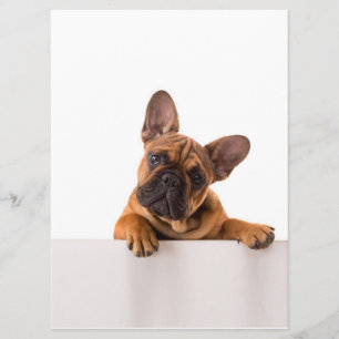 Cute Bulldog Really Cute, English Bulldog Menu