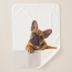 Cute Bulldog Really Cute, English Bulldog Sherpa Blanket