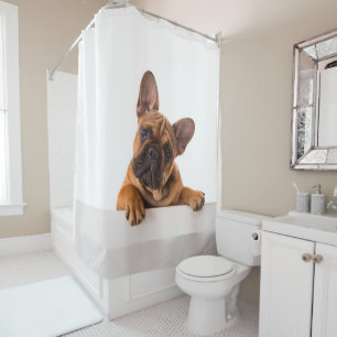 Cute Bulldog Really Cute, English Bulldog Shower Curtain