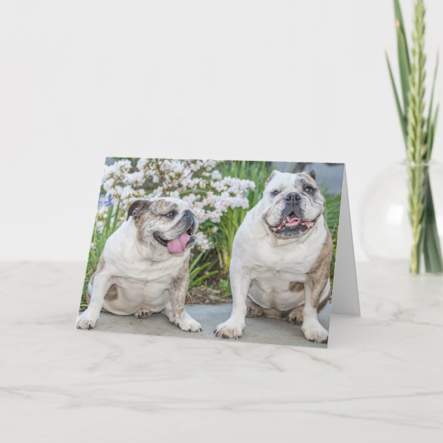 Cute Bulldogs Happy Anniversary Personalised Card (Front)