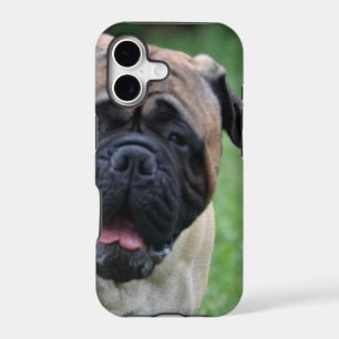 Cute Bullmastiff