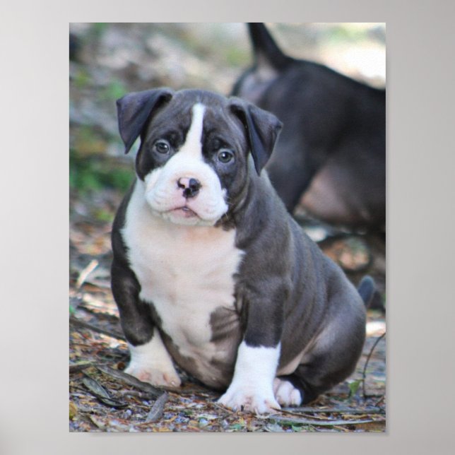 Cute bully breed puppy poster (Front)
