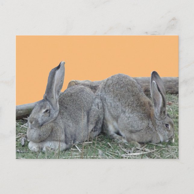 Cute Bunnies Cust. BG Colour DIY Postcard (Front)