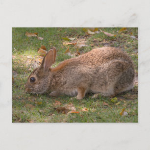 Cute Bunny Holiday Postcard