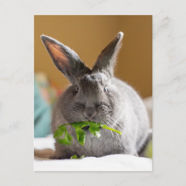 Cute Bunny Rabbit Eating Veggies Postcard (Front)