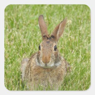 Cute Bunny Rabbit Square Sticker