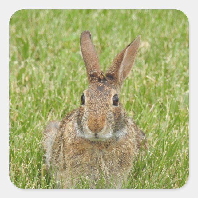Cute Bunny Rabbit Square Sticker (Front)