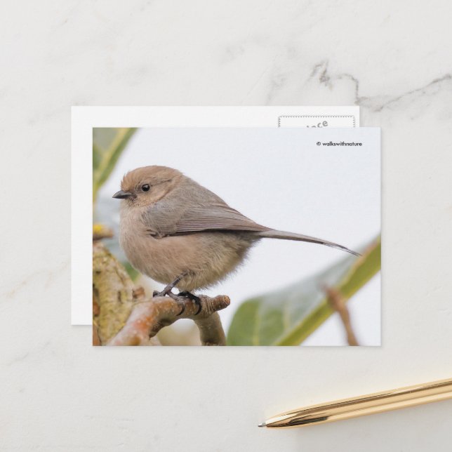 Cute Bushtit Songbird on Pear Tree Branch Postcard (Front/Back In Situ)