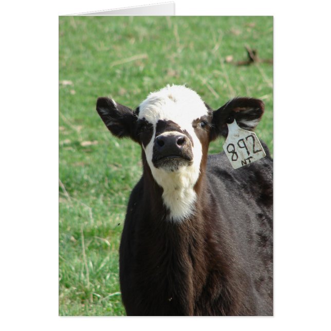 Cute Calf All Occasion Blank Greeting Card (Front)