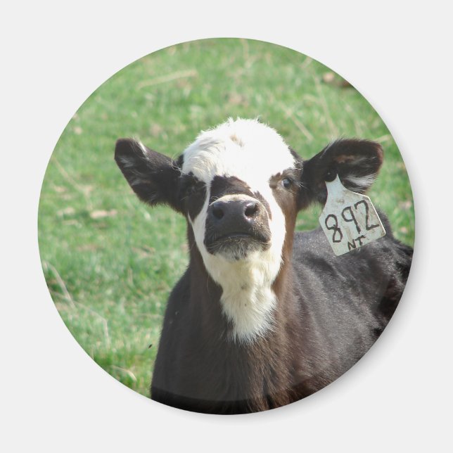 Cute Calf Magnet (Front)