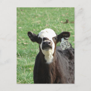 Cute Calf Postcard