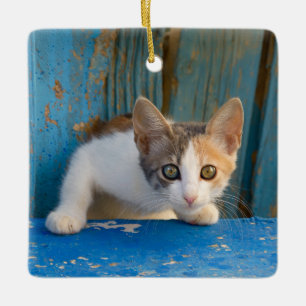 Cute Calico Cat Kitten Funny Curious Eyes Photo '' Ceramic Ornament