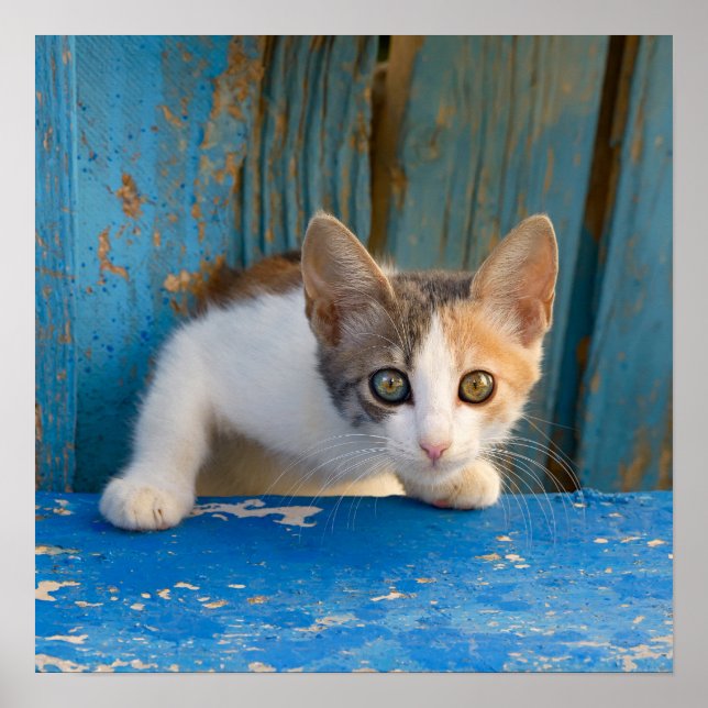 Cute Calico Cat Kitten Funny Curious Eyes Photo .. Poster (Front)