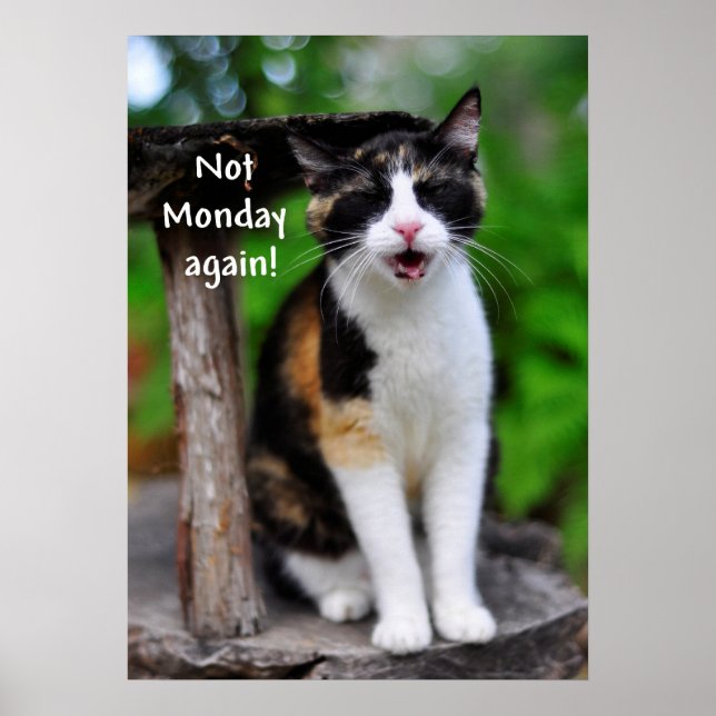 Cute Calico Cat "Not Monday Again!" Poster (Front)