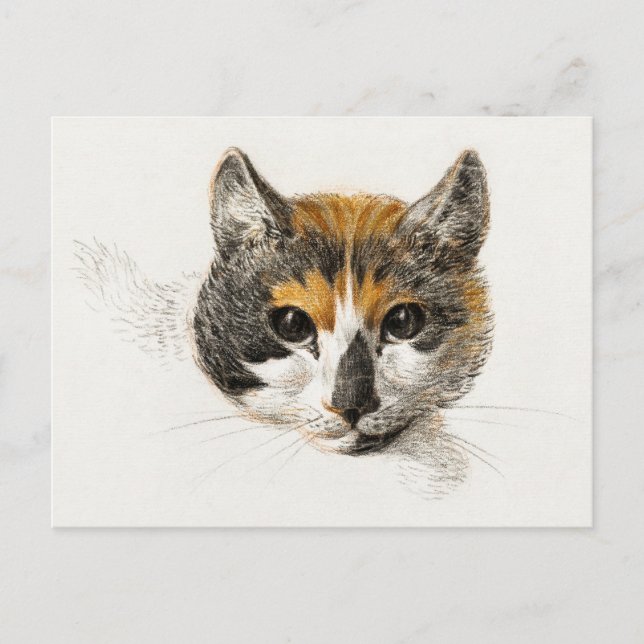 Cute Calico Cat Postcard (Front)