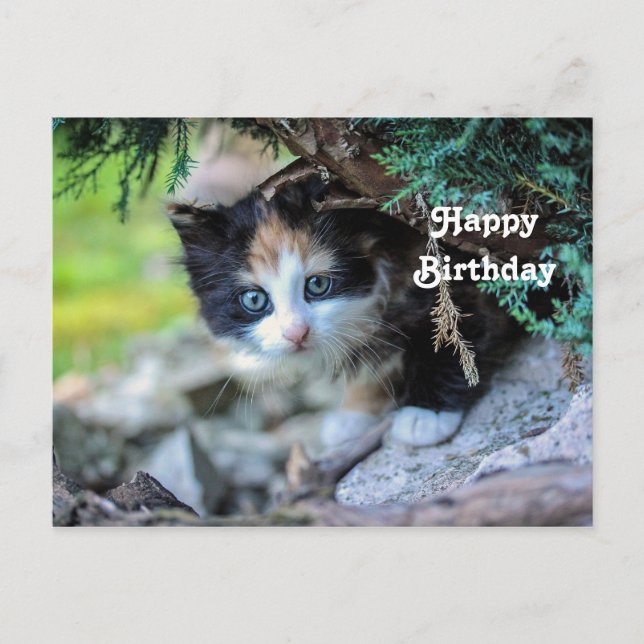 Cute Calico Kitten Photo Birthday Postcard (Front)