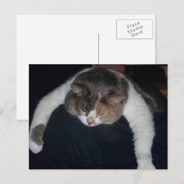 Cute Calico Sleeping Cat Over Shoulder Postcard (Front/Back)