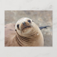 Cute California Sea Lion