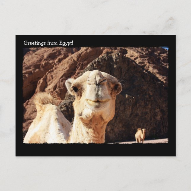 Cute Camel Postcard (Front)