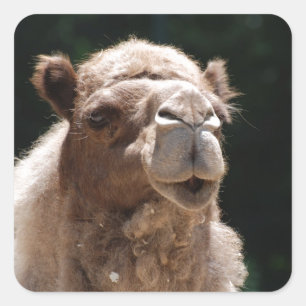 Cute Camel Square Sticker