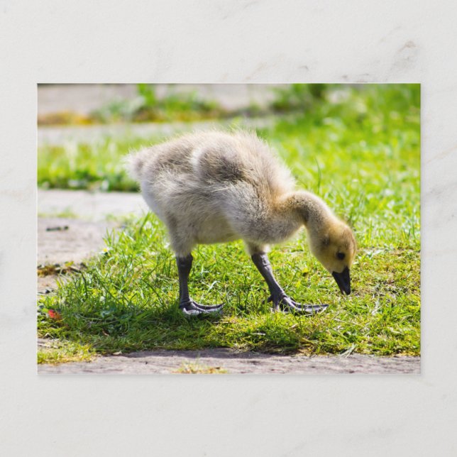 Cute Canada Goose gosling Postcard (Front)